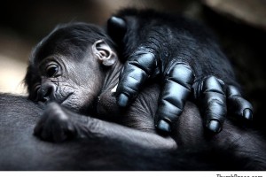 Mother gorilla hugs baby