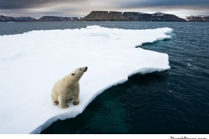 Polar Bear, Svalbard, Norway