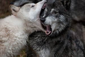 Sparring Wolves