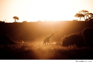Sunset at Chobe National Reserve in Botswana