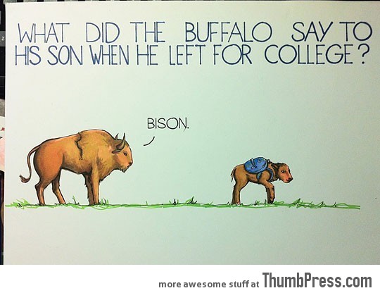 What did the buffalo say…