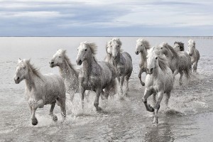 Wild Horses in France