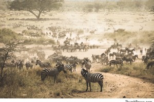 Zebra Migration