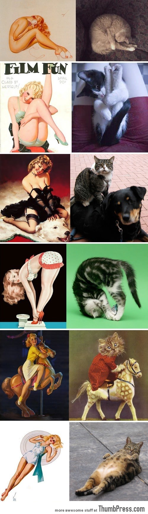 Cats that look like pinup girls