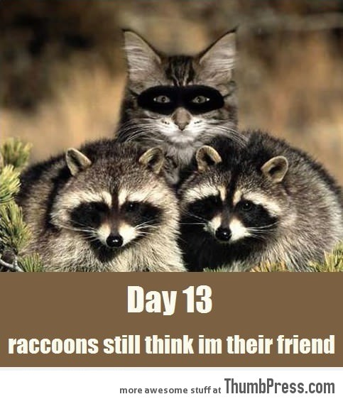 Day 13, raccoons still think I'm their friend