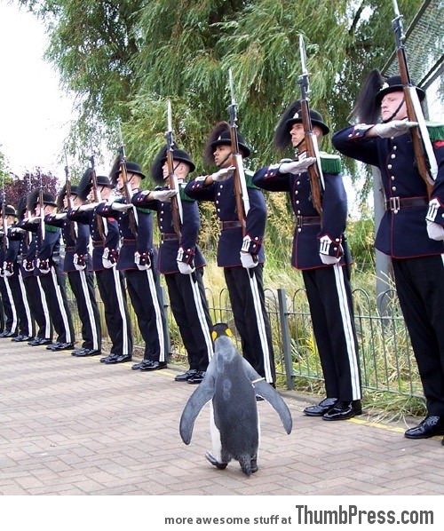 That socially awkward penguin.