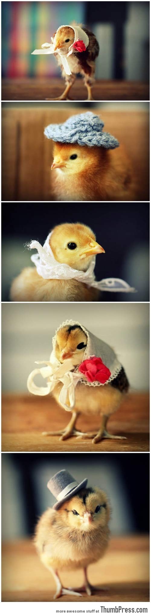 Chicks in hats…