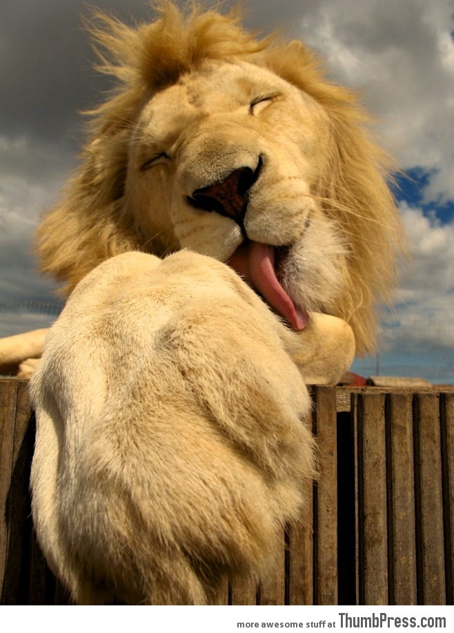 Lions can be cute too