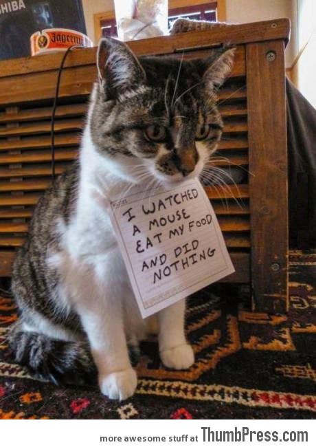 Shame cat