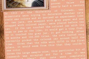 10 AMAZING CAT FACTS.