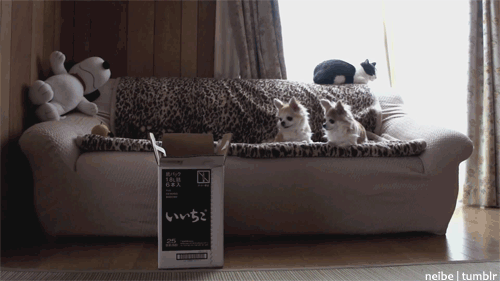 3. A classic- still one of the best cat GIFs ever.