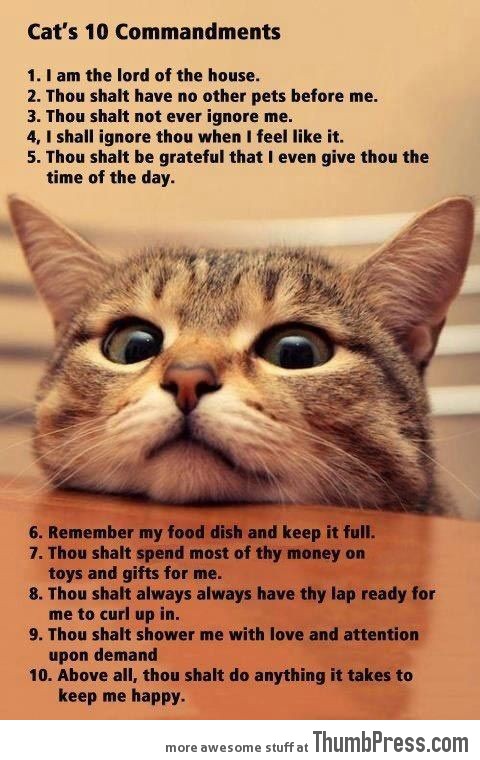 A CAT'S 10 COMMANDMENTS.