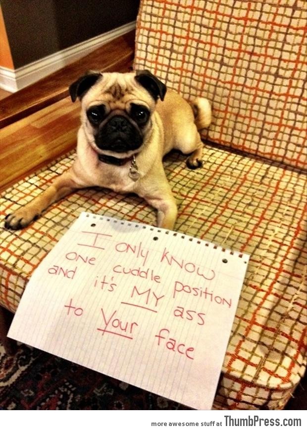 Bad dog notes 2