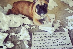 Bad dog notes 21
