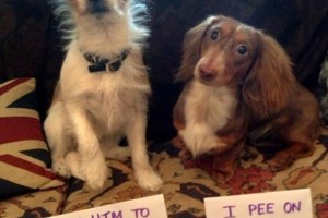 Best of dog shaming 1
