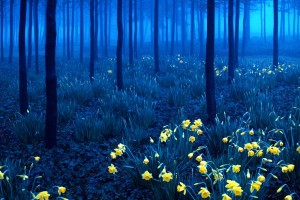 Black Forest, Germany