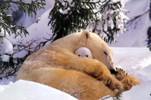 Cute animals that know what Love is 12