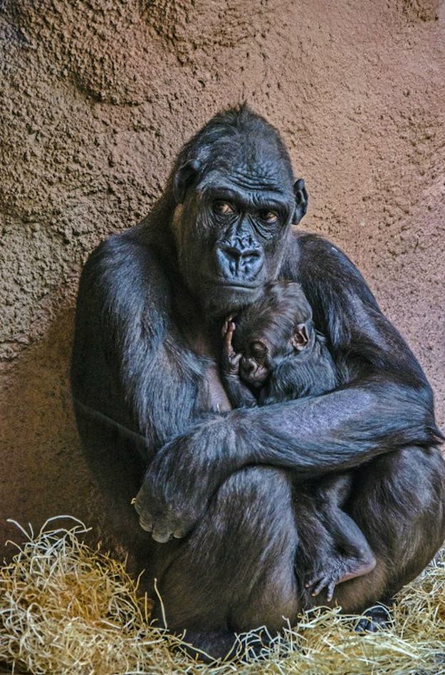 It's not just humans who feel love, 24 Pictures of Animals that know
