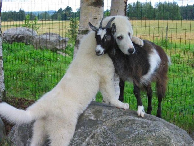Cute animals that know what Love is 15