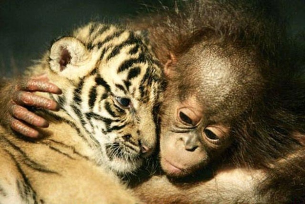 Cute animals that know what Love is 19