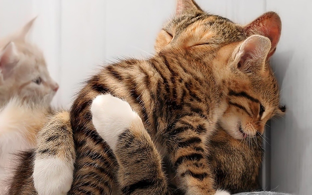Cute animals that know what Love is 22