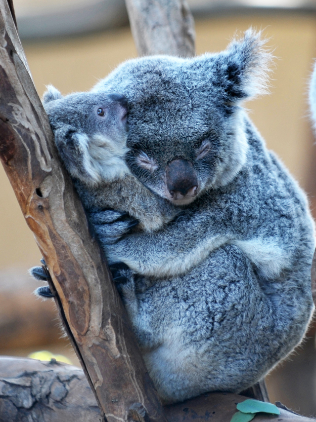 Cute animals that know what Love is 9