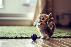Cutest cat you will ever see 2