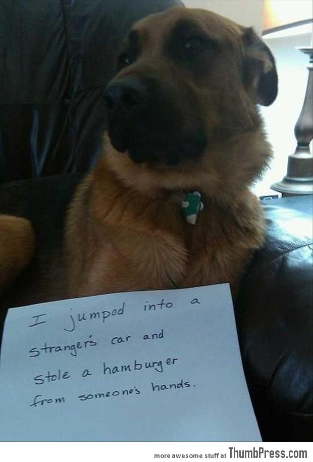 Dog shaming