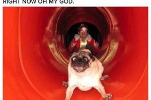 Dogs that can't even handle it right now 13