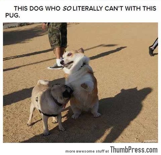 Dogs that can't even handle it right now 14