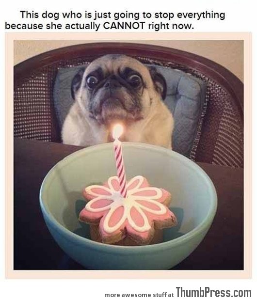 Dogs that can't even handle it right now 16