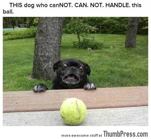 Dogs that can't even handle it right now 24