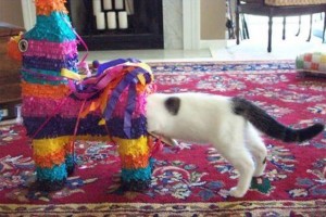 Funny Animal Pictures 17