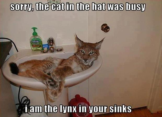 lynx in sink 