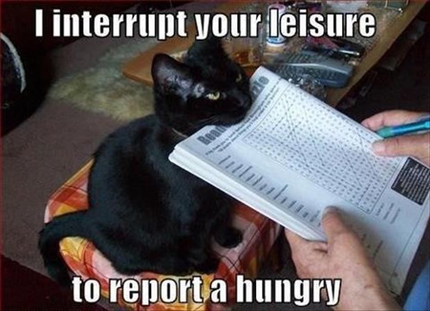 Funny Cat Pictures with Captions 12