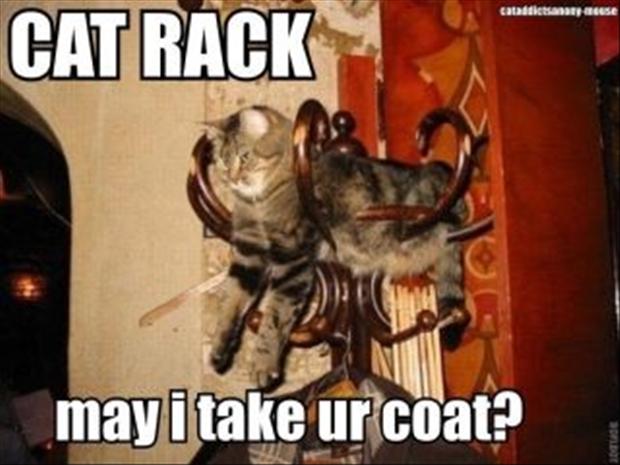 Funny Cat Pictures with Captions 21