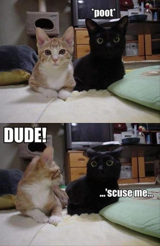 Funny Cat Pictures with Captions 3