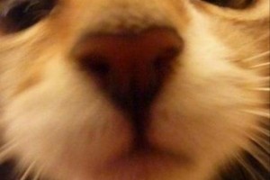 Funny Cat Pictures with Captions 35