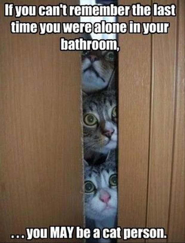 Funny Cat Pictures with Captions 41