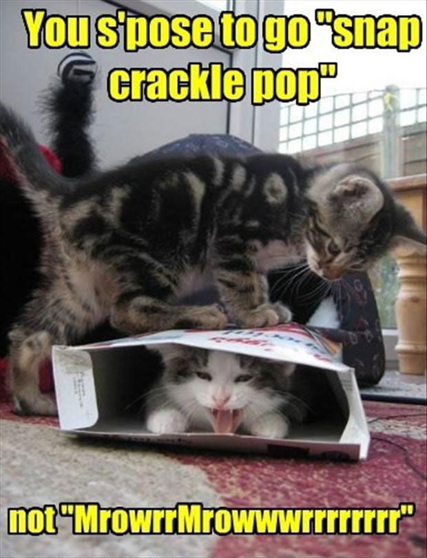 LOL Cats 50 Awesomely Funny Cat Photos To Crack You Up