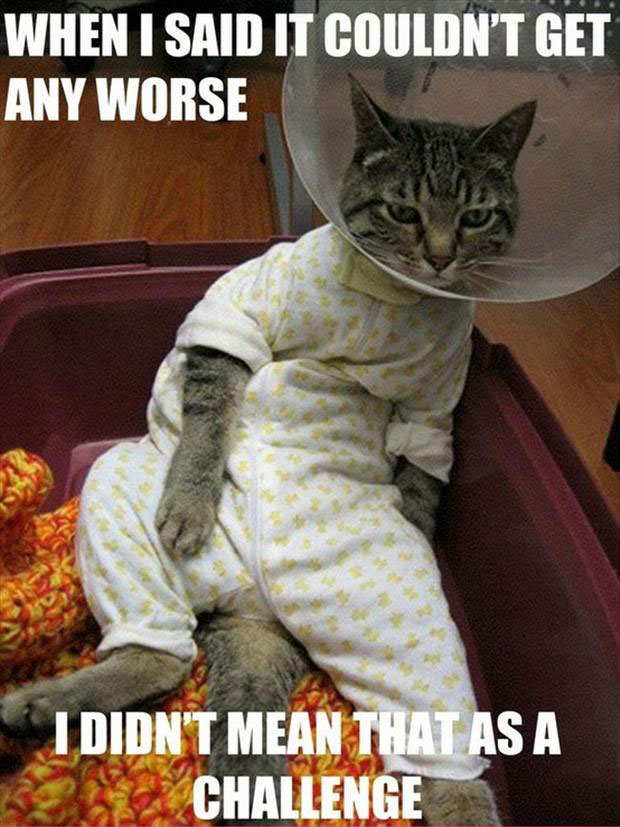 LOL Cats 50 Awesomely Funny Cat Photos To Crack You Up