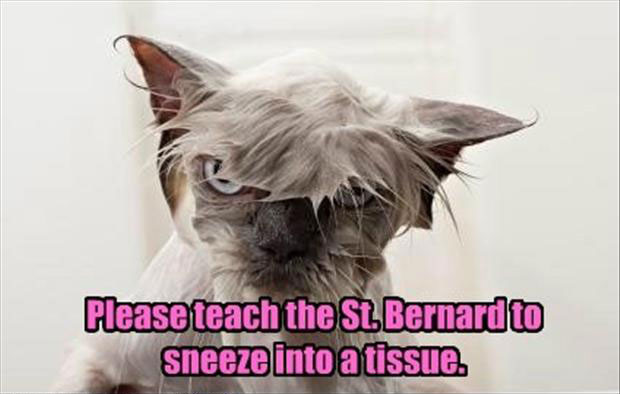 Funny Cat Pictures with Captions 46
