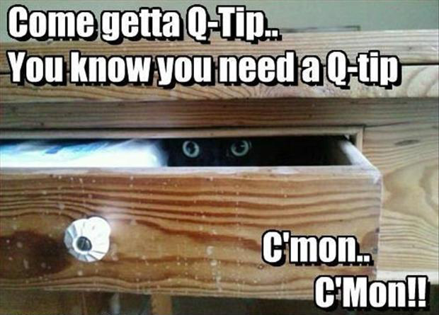 Funny Cat Pictures with Captions 6