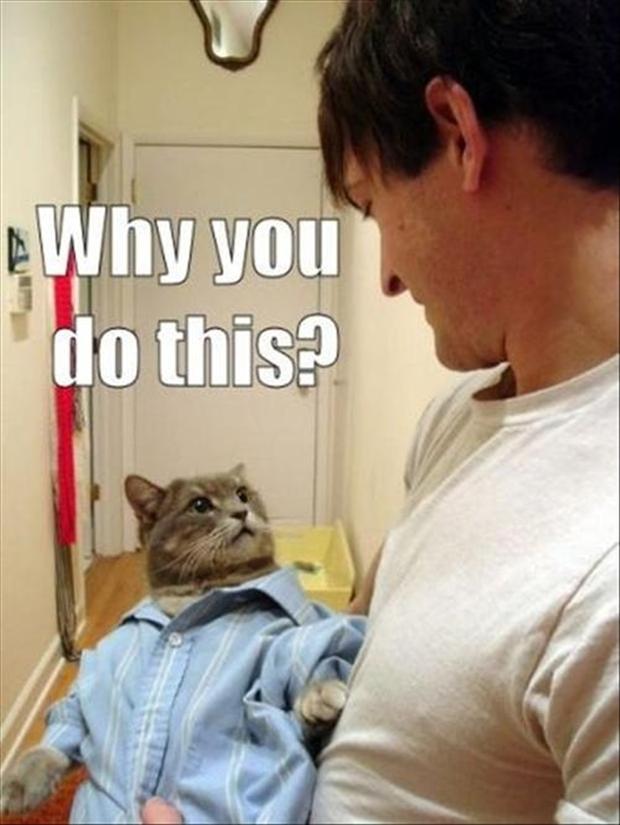 Funny Cat Pictures with Captions 8