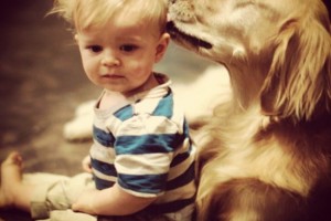 Golden Retriever groom hair when kids can't