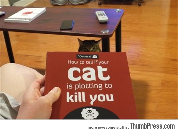 How to tell if your cat is ploting to kill you
