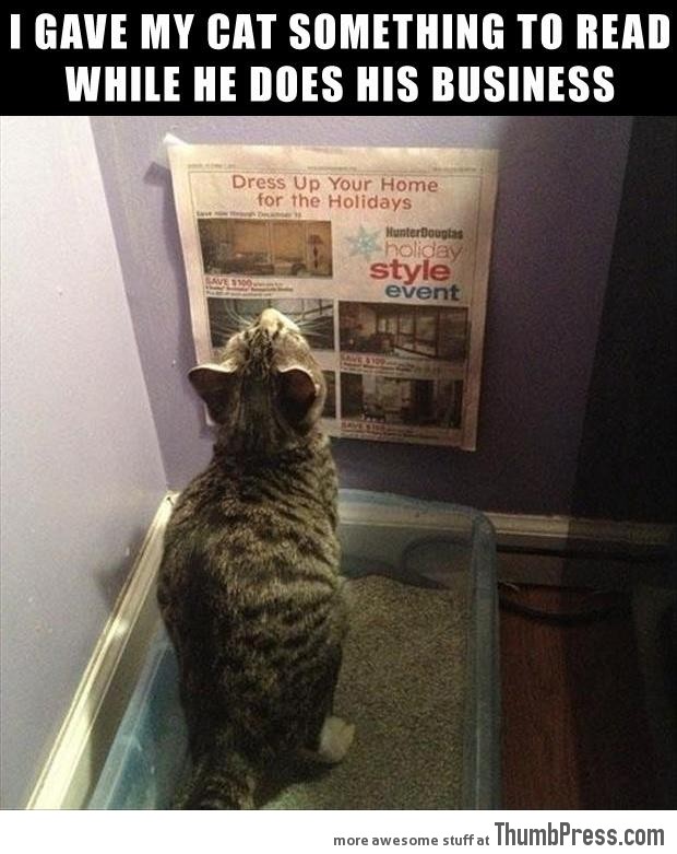 Something to read for the cat