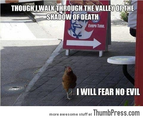 THE CHICKEN IS NOT AFRAID.