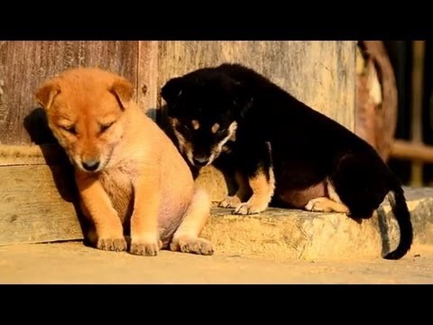 Compilation of Adorable Animals Trying to Stay Awake