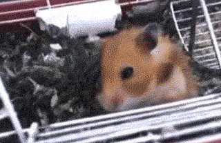 22. When this adorable hamster...